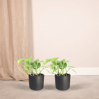 2x Epipremnum Aureum – pflegeleichte Kletterpflanze 20cm