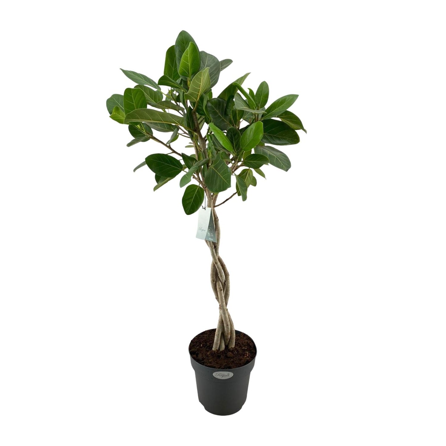 Ficus Benghalensis Audrey – Pflegeleichter XXL-Baum Ø27cm