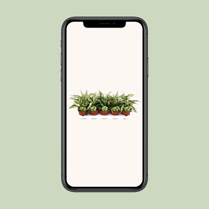 Dracaena Malaika – Exotische, pflegeleichte Zimmerpflanze Ø12cm