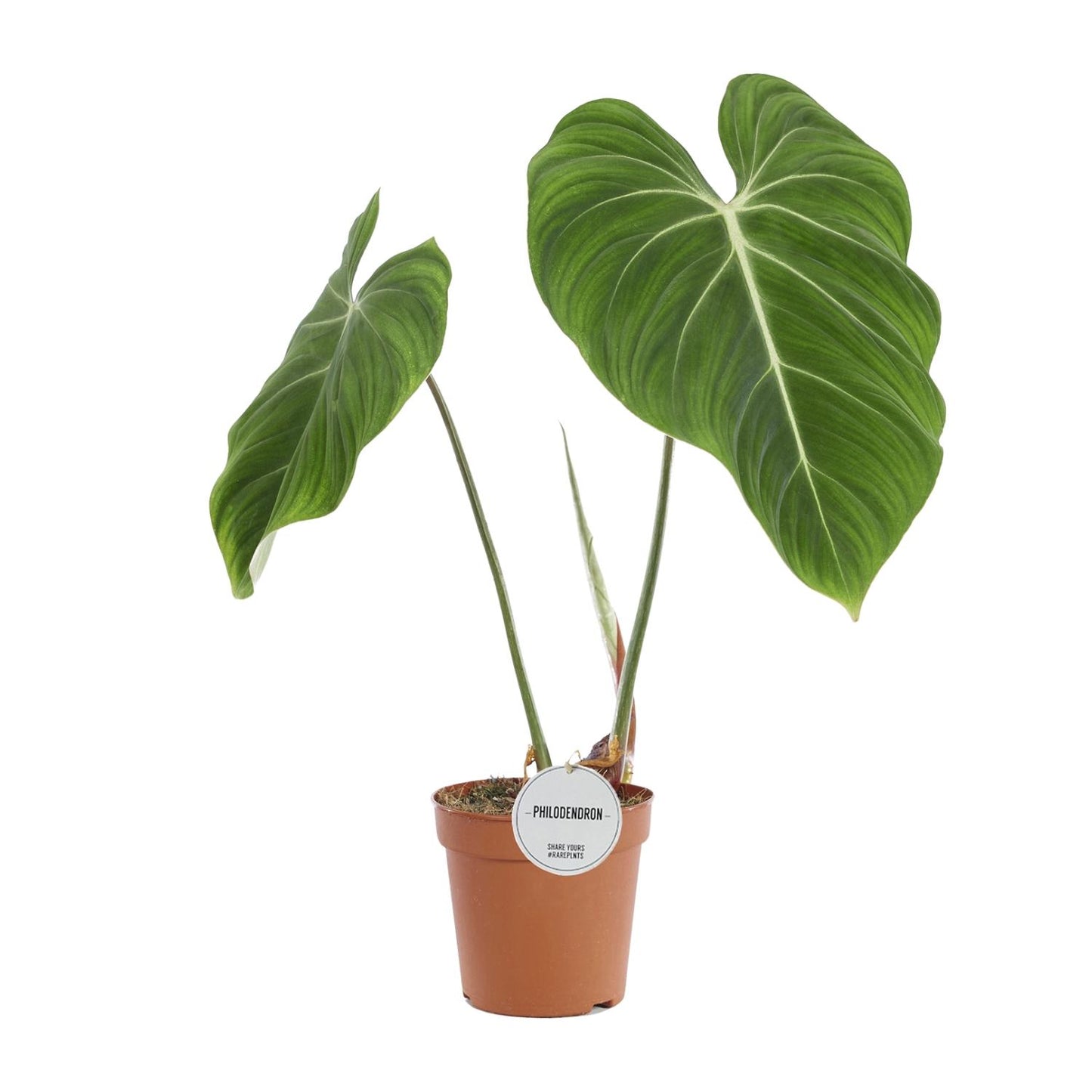 Philodendron Gloriosum Ø15cm – Pflegeleichte Zimmerpflanze