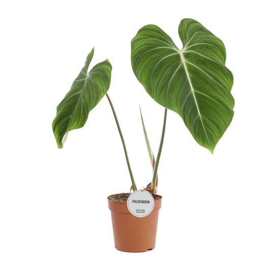 Philodendron Gloriosum Ø15cm – Pflegeleichte Zimmerpflanze