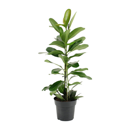 Ficus Microcarpa Smile® – Pflegeleichte Zimmerpflanze Ø17cm