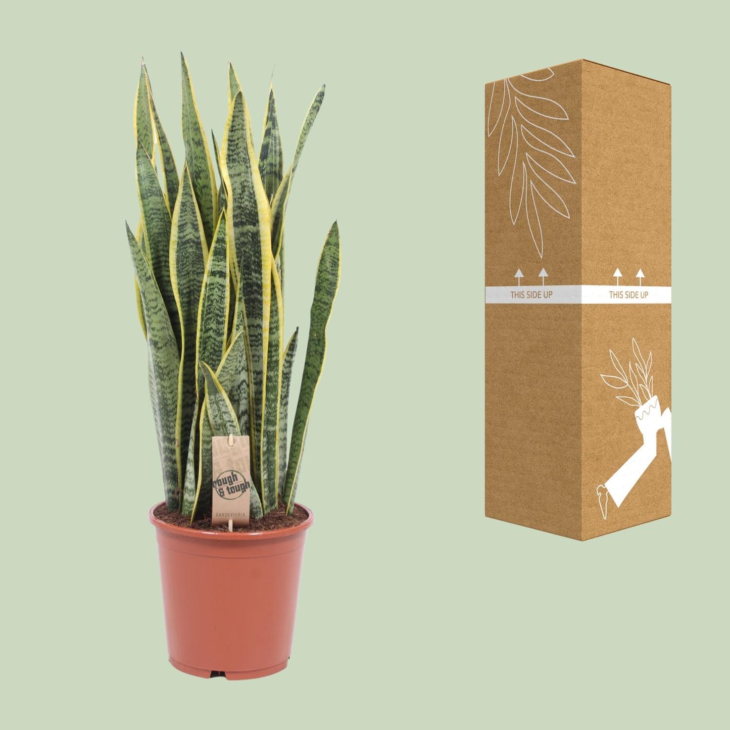 Sansevieria Laurentii – Pflegeleichte Schlangenpflanze Ø21cm, 80cm hoch