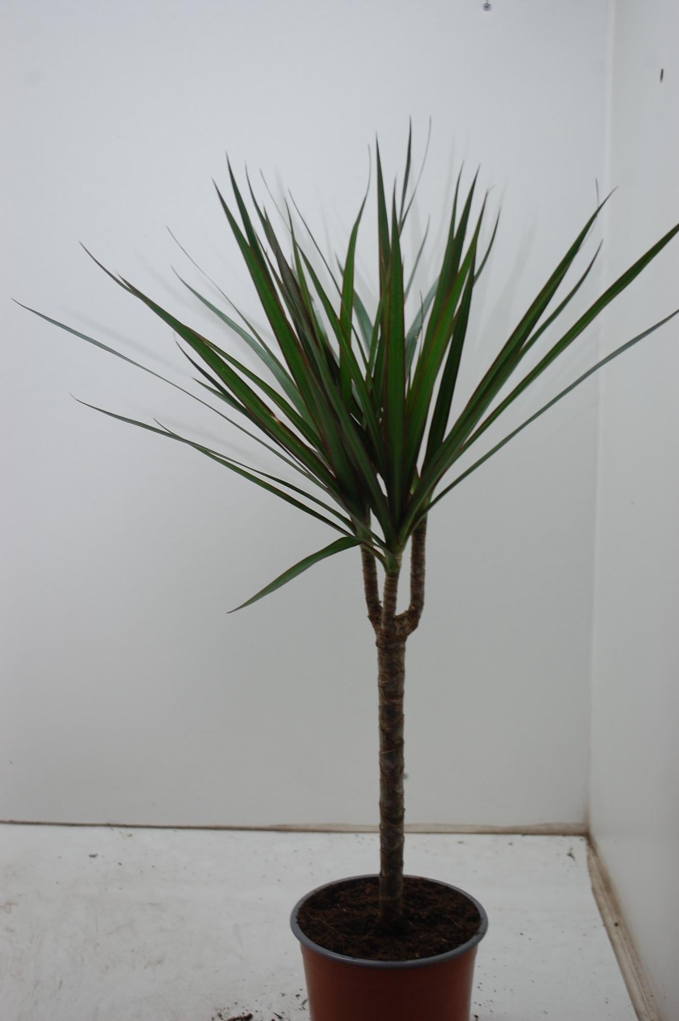 Dracaena Marginata – Pflegeleichte Designer-Pflanze Ø17cm