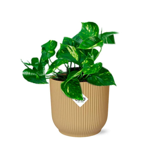 Epipremnum Pinnatum ‘Aureum’ – Goldener Efeu in ELHO Vibes Fold 14cm