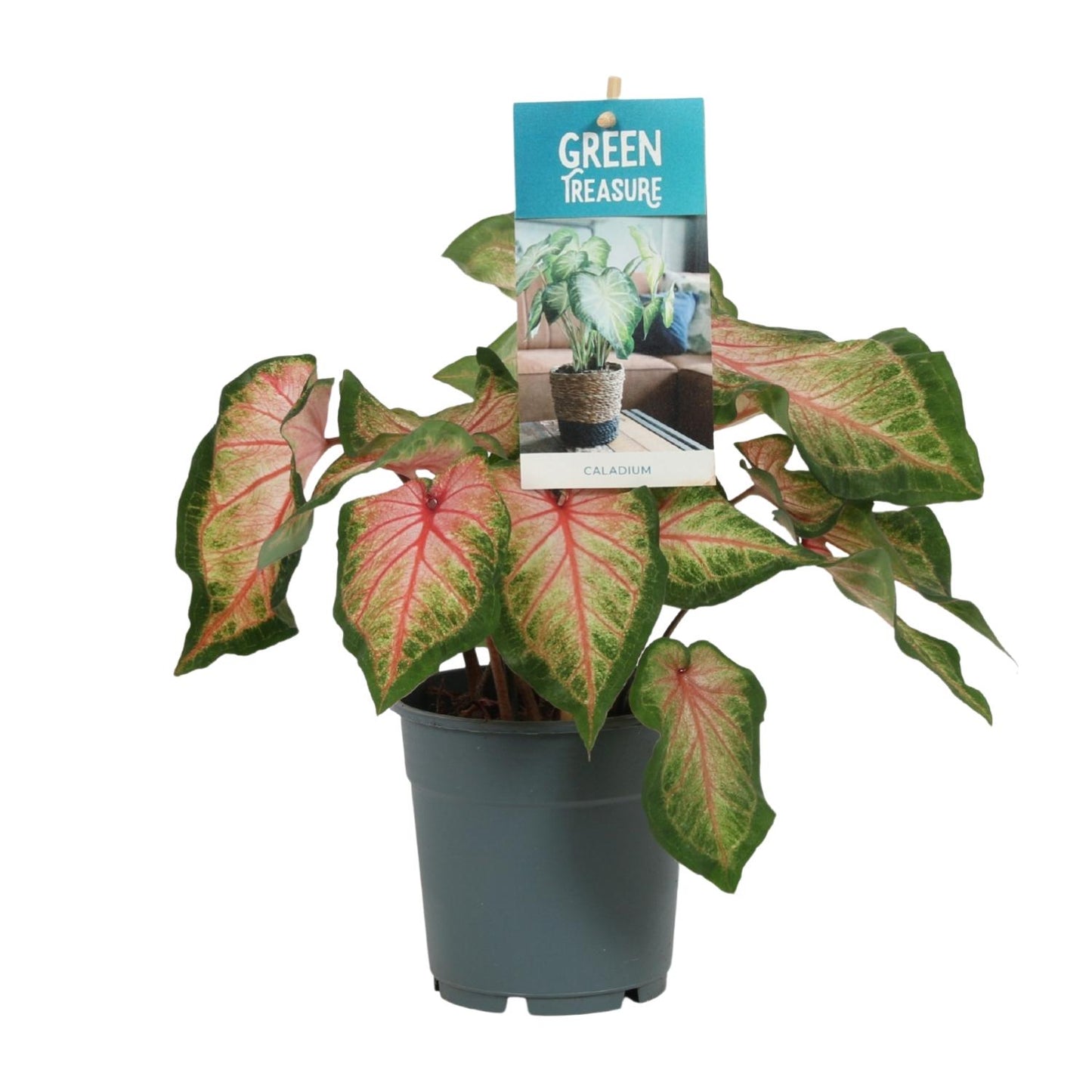 Caladium Roze – Pflegeleichte Engelstrompete Ø12cm, 35cm hoch