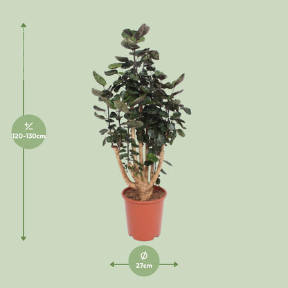 Polyscias Fabian – Pflegeleichte Zimmerpflanze Ø27cm, 130cm hoch