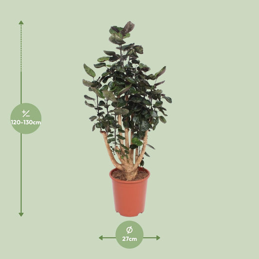 Polyscias Fabian – Pflegeleichte Zimmerpflanze Ø27cm, 130cm hoch