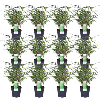 12x Fargesia rufa Bambus - 40 cm Höhe, Ø 14 cm Topf