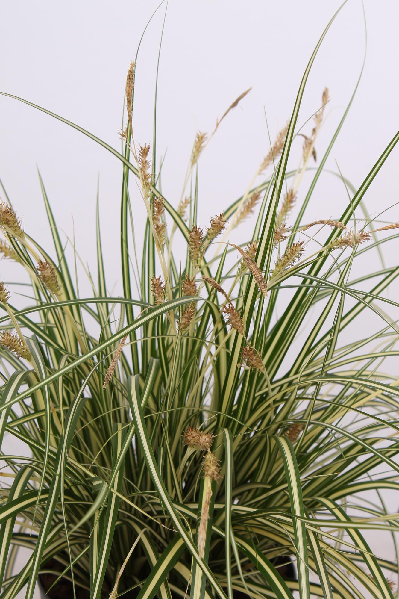 3x Carex hachijoensis 'Evergold' – Immergrünes Ziergras Ø14 cm