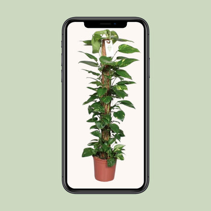 Epipremnum Pinnatum Mosstok – Pflegeleichte Kletterpflanze 120 cm
