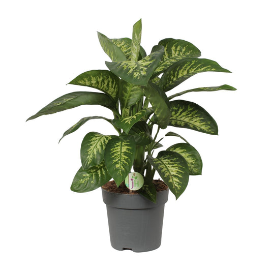 Dieffenbachia Reeva – Tropische, pflegeleichte Zimmerpflanze Ø24cm
