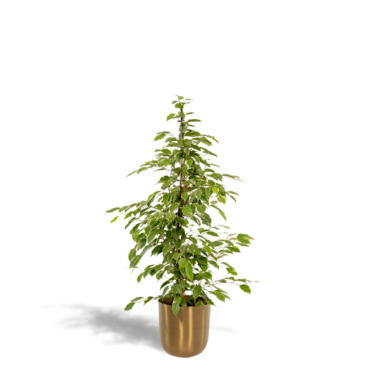 Ficus benjamina Goldenking – Pflegeleichte Zimmerpflanze Ø21cm