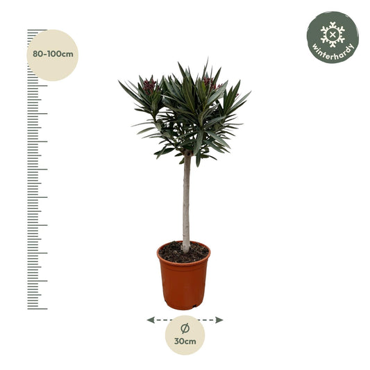 Nerium Oleander am Stamm mit weißen Blüten – 90 cm