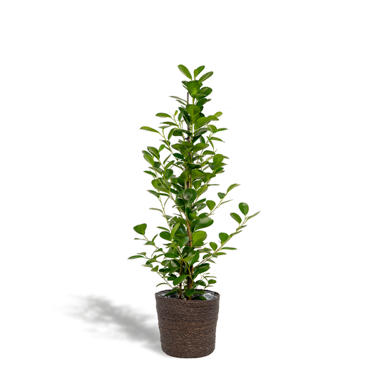 Bonsai-Feige 'Moclame' mit dekorativem Korb Ø21cm