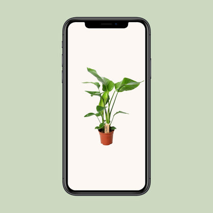 Strelitzia Nicolai – Exotische Paradiesvogelblume Ø17cm, 60cm hoch