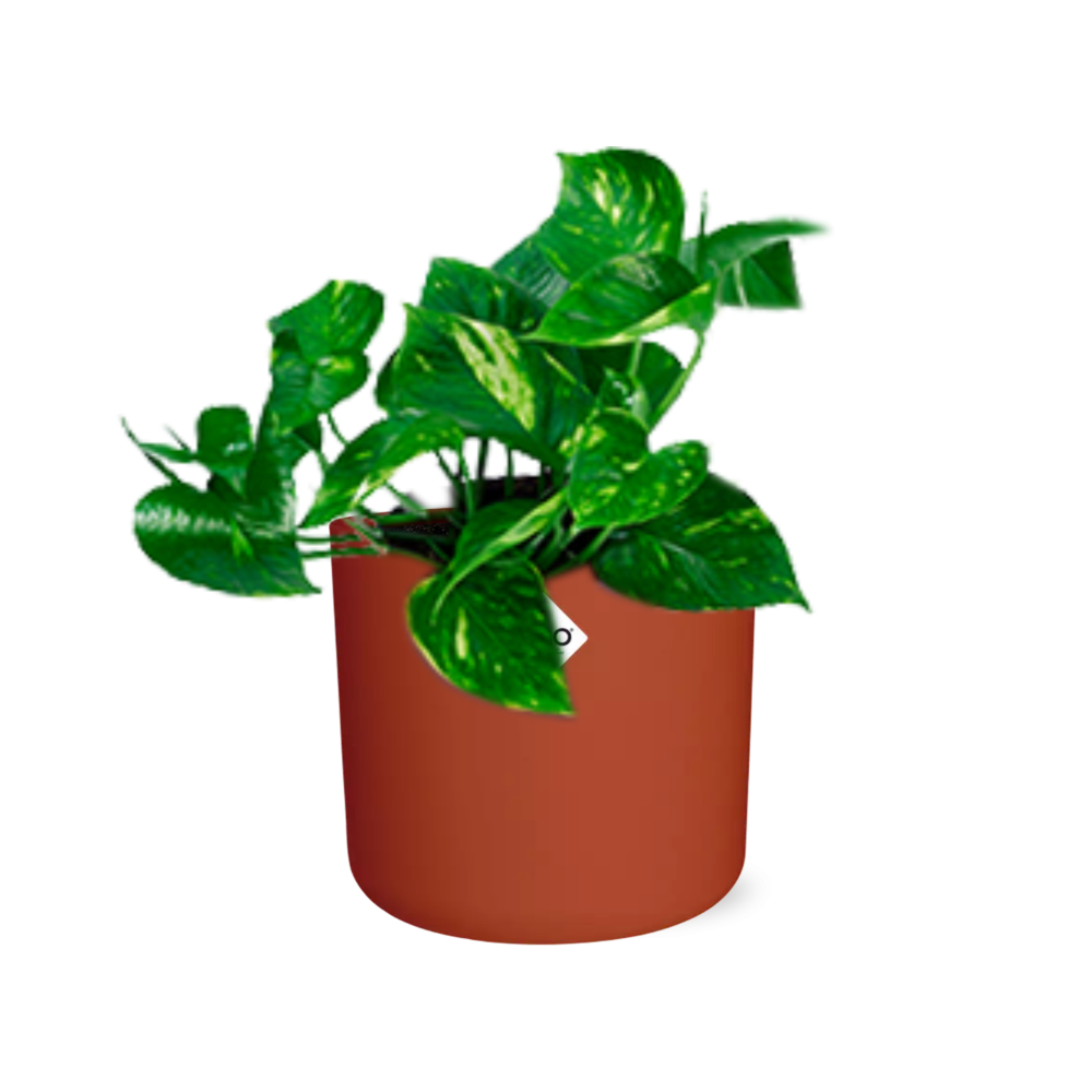 Epipremnum Pinnatum ‘Aureum’ in ELHO b.for soft rond 14cm brique