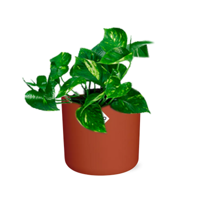 Epipremnum Pinnatum ‘Aureum’ in ELHO b.for soft rond 14cm brique