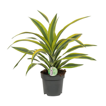 Dracaena Fragrans Lemon Lime – pflegeleichte Zimmerpflanze Ø17cm