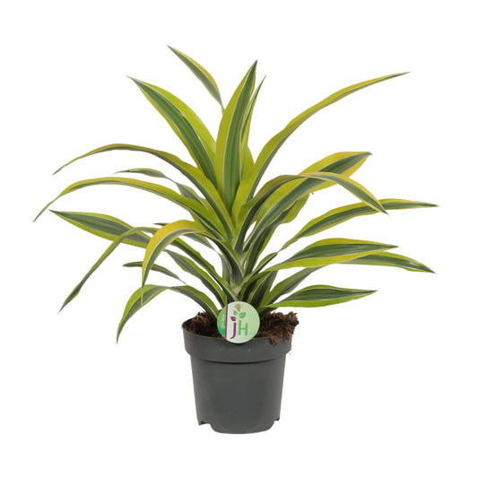 Dracaena Fragrans Lemon Lime – pflegeleichte Zimmerpflanze Ø17cm