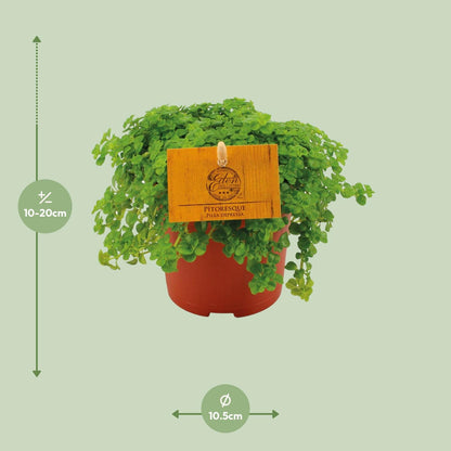 Pilea Depressa – Pflegeleichte Aluminium-Pflanze Ø10,5 cm