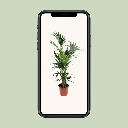 Kentia-Palme – 170 cm – Pflegeleicht & Tropisch Elegant