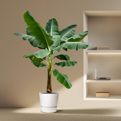 Bananenpflanze (Musa) – 250 cm, Ø 30 cm