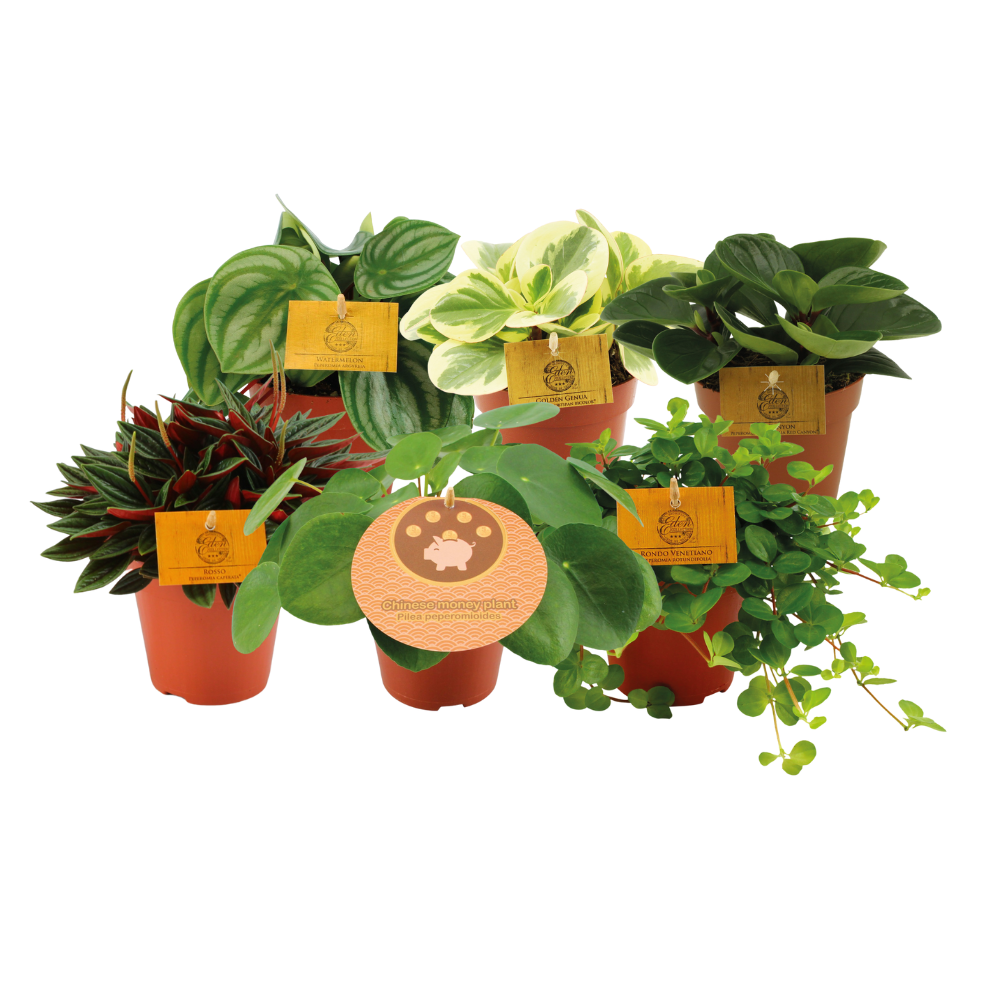 Peperomia Freunde – 6 pflegeleichte Zimmerpflanzen Ø12cm