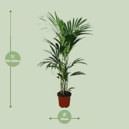 Howea forsteriana – Kentia-Palme Ø21cm, ca. 120cm hoch