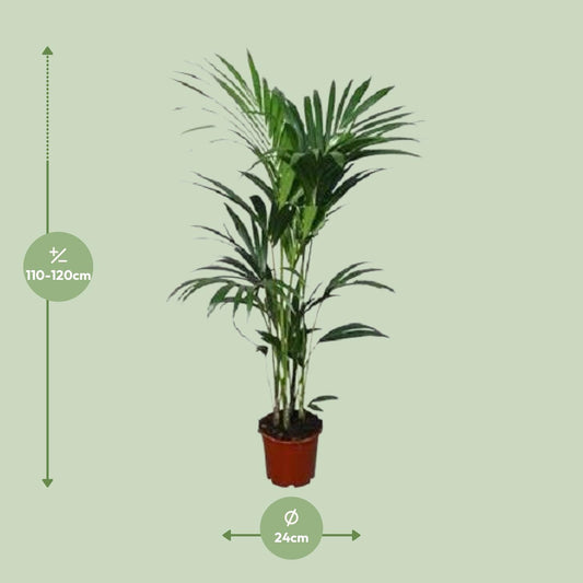 Howea forsteriana – Kentia-Palme Ø21cm, ca. 120cm hoch