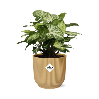 Syngonium Arrow – Pflegeleichtes Pfeilkraut im ELHO Vibes Fold 14cm Gelb