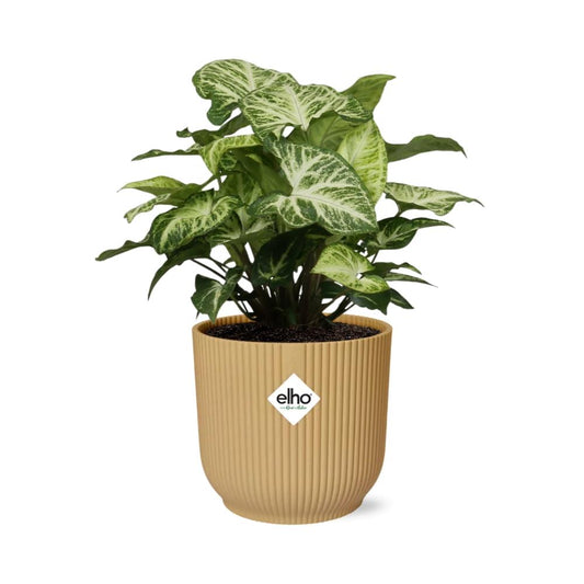 Syngonium Arrow – Pflegeleichtes Pfeilkraut im ELHO Vibes Fold 14cm Gelb
