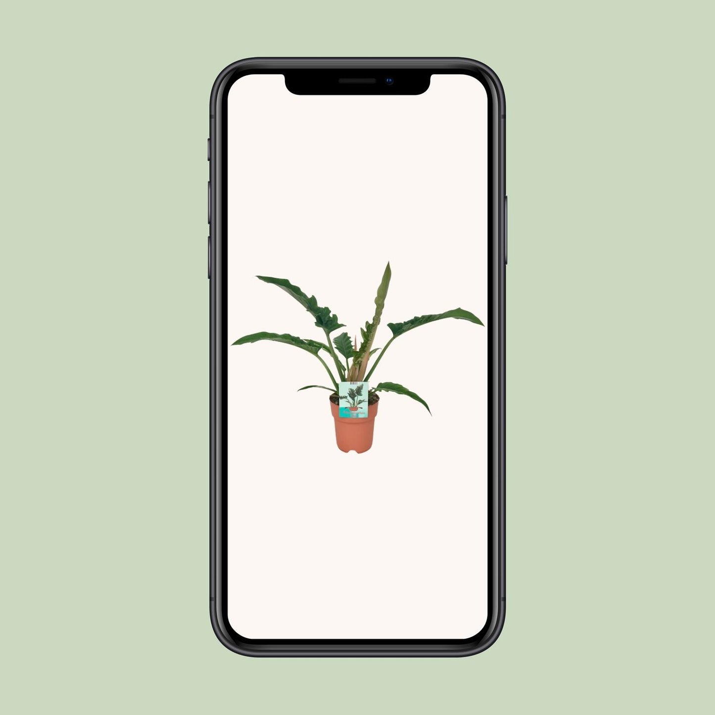 Philodendron Narrow – Pflegeleichte Zimmerpflanze Ø19cm