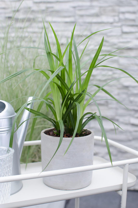 3x Carex morrowii 'Irish Green' – Pflegeleichtes, robustes Ziergras Ø14cm