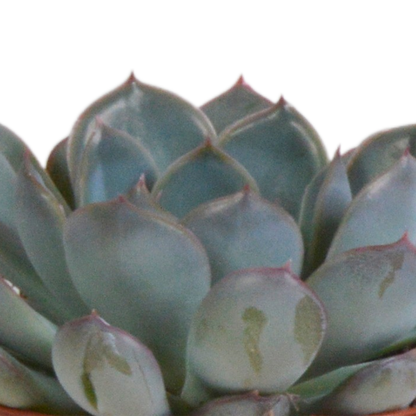 Echeveria-Mischung 3er Set im Terrakotta-Topf 8,5 cm