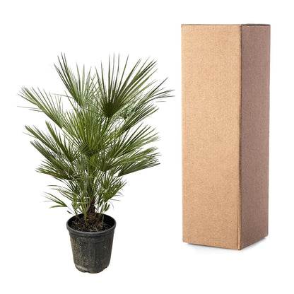 Chamaerops Humilis – Europäische Zwergpalme 150 cm pflegeleicht