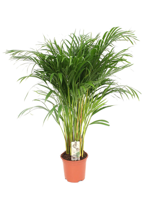 Dypsis Lutescens (Goldfruchtpalme) Ø24cm, ca. 120cm hoch