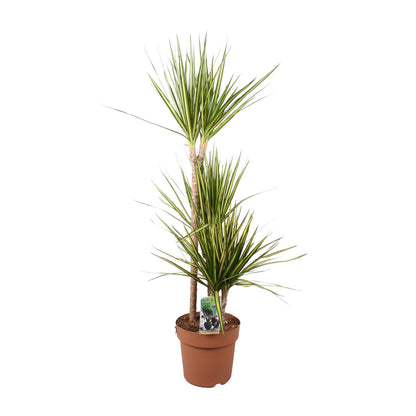 Drachenbaum Sunray – 120 cm – Pflegeleichte Zimmerpflanze