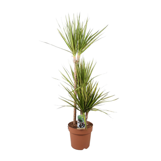 Drachenbaum Sunray – 120 cm – Pflegeleichte Zimmerpflanze