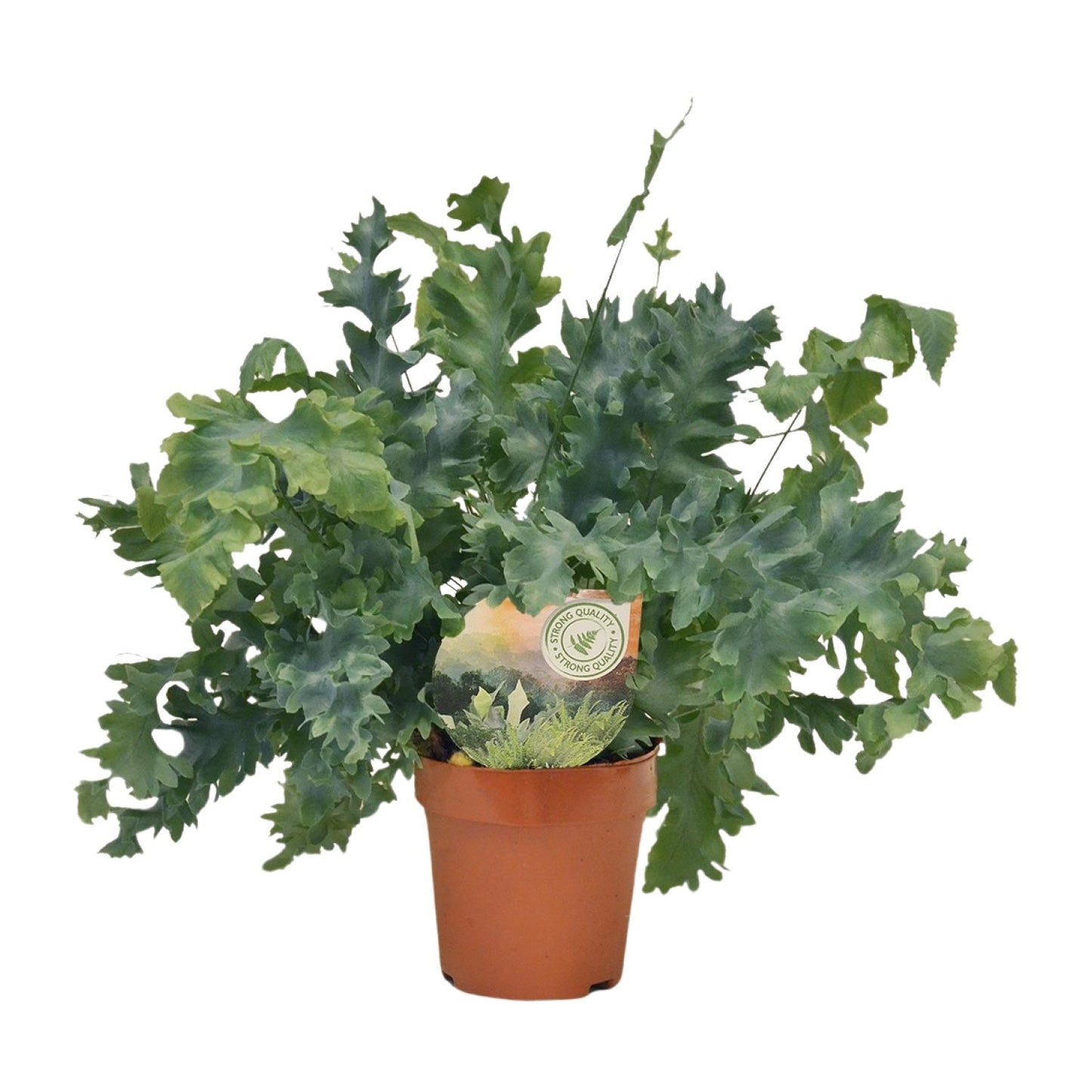 Phlebodium Davana – Goldener Brauner Wurmfarn Ø12cm, pflegeleicht