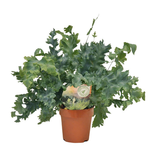 Phlebodium Davana – Goldener Brauner Wurmfarn Ø12cm, pflegeleicht