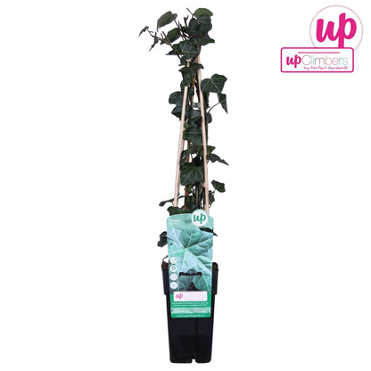 Hedera hibernica – Pflegeleichter Irischer Efeu Ø15cm, 65cm hoch