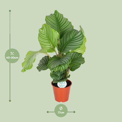 Korbmarante Orbifolia – Elegante pflegeleichte Zimmerpflanze Ø17cm