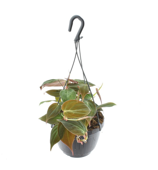 Philodendron Micans Hängeampel – Samt-Philodendron Ø15cm