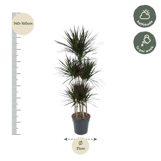 Dracaena Magenta Carrousel – Pflegeleichte Tropische Zimmerpflanze 150 cm