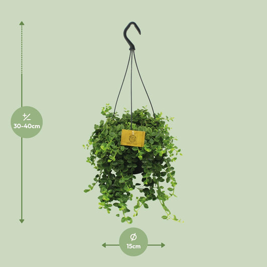 Kalanchoe Mangini – Pflegeleichte Blühpflanze Ø15cm