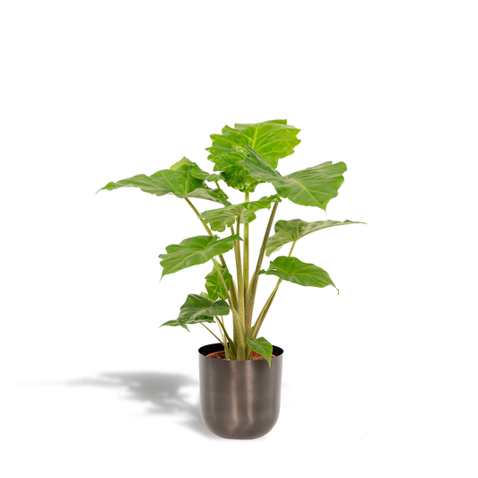 Alocasia Portodora Elefantenohr Ø21cm mit Topf Mayk Lead