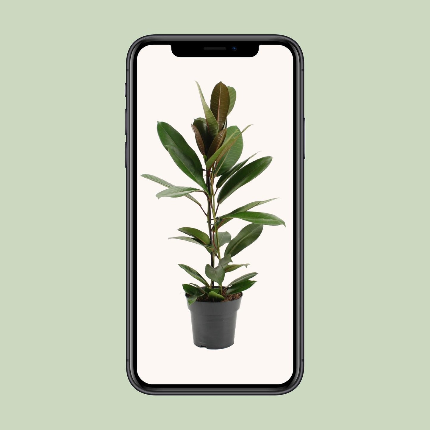 Ficus America Tresor Ø17cm – Pflegeleichter Zimmerbaum