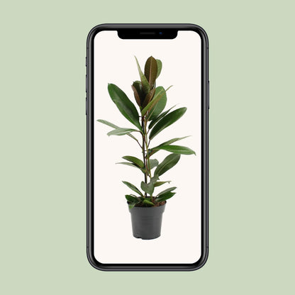 Ficus America Tresor Ø17cm – Pflegeleichter Zimmerbaum