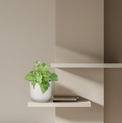 Syngonium Mottled – Pflegeleichte, marmorierte Zimmerpflanze 25 cm